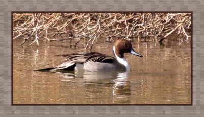 20 2 7 189 Northern Pintail