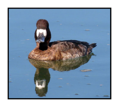 20 2 7 190 Lesser Scaup - Hey, it's impossible for me to cross my eyes