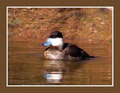 20 2 13 9371 Ruddy Duck