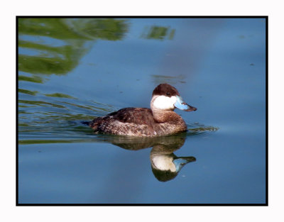 20 2 13 9384 Ruddy Duck