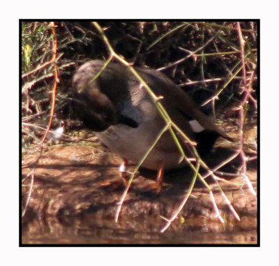 20 2 13 9390 Gadwall Hiding