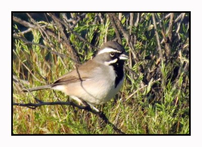 20 2 24 9464 Black-throated Sparrow
