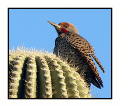 20 2 24 9491 Gilded Flicker