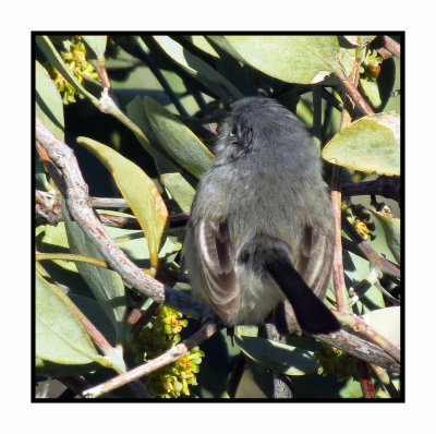 20 2 24 9556 Blue-grey Gnatcatcher