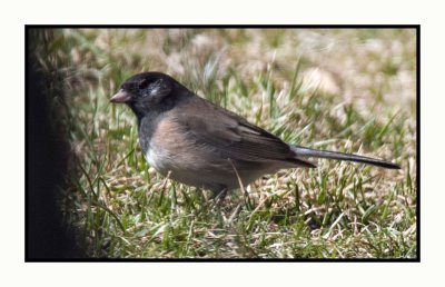 20 3 22 4514 Dark-eyed Junco