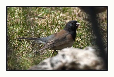20 3 22 4523 Dark-eyed Junco