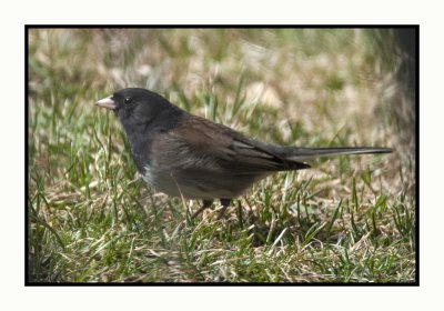 20 3 22 4552 Dark-eyed Junco