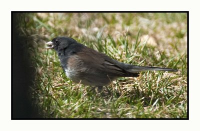 20 3 22 4553 Dark-eyed Junco