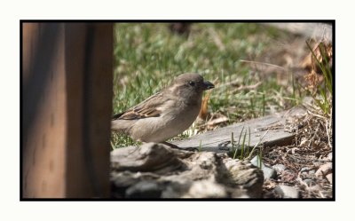 20 3 22 4537 Female House Sparrow