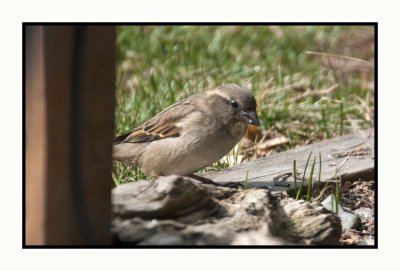 20 3 22 4538 Female House Sparrow