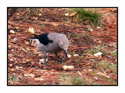 20 4 23 9759 Clark's Nutcracker