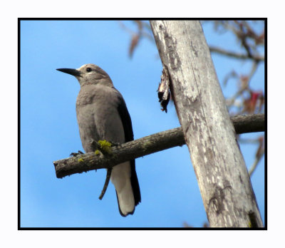 20 4 23 9768 Clark's Nutcracker