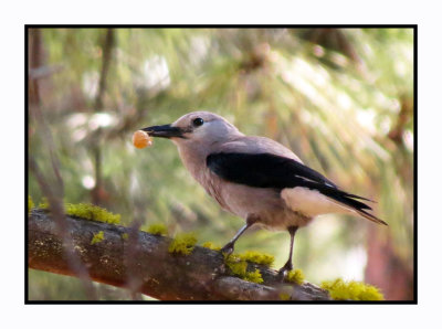 20 4 23 9777 Clark's Nutcracker