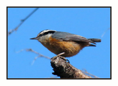 20 4 26 9780 Red-breasted Nuthatch