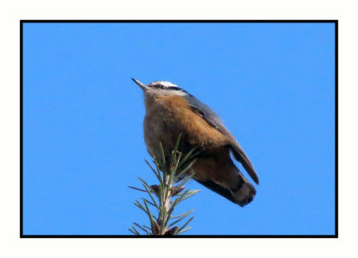 20 4 26 9786 Red-breasted Nuthatch