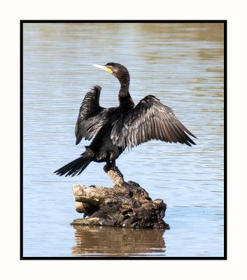 20 3 5 4382 Neotropic Cormorant Drying Wings