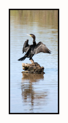 20 3 5 4382 Neotropic Cormorant