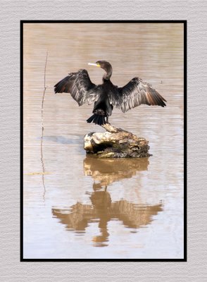 20 3 5 4386 Neotropic Cormorant Drying Wings