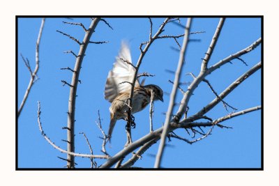 20 3 5 4347 Song Sparrow
