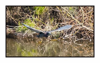 20 3 5 4370 Green Heron