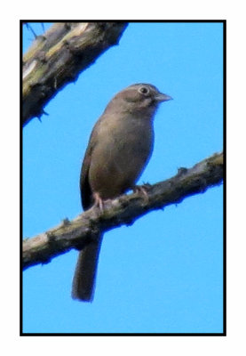 2020 3 7 9614 Rufous-crowned Sparrow