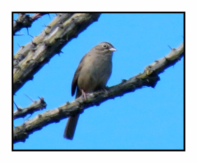 2020 3 7 9632 Rufous-crowned Sparrow