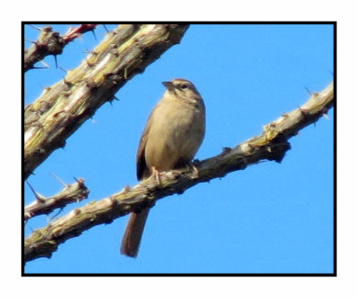 2020 3 7 9635 Rufous-crowned Sparrow