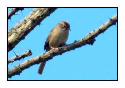 2020 3 7 9639 Rufous-crowned Sparrow