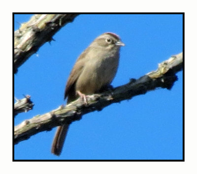 2020 3 7 9641 Rufous-crowned Sparrow