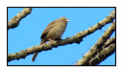 2020 3 7 9646 Rufous-crowned Sparrow
