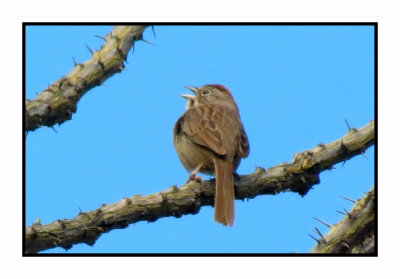 2020 3 7 9662 Rufous-crowned Sparrow
