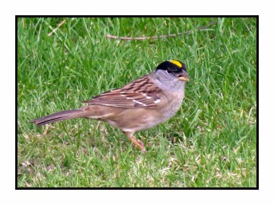 20 5 2 0052 Golden-crowned Sparrow