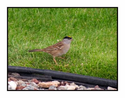 20 5 2 0053 Golden-crowned Sparrow