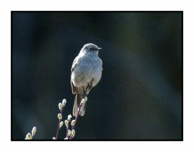 20 5 1 4607 Townsend's Solitaire