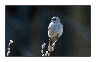 20 5 1 4610 Townsend's Solitaire