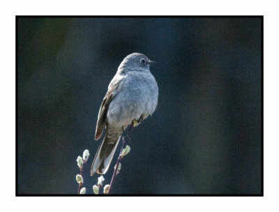 20 5 1 4621 Townsend's Solitaire