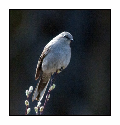 20 5 1 4623 Townsend's Solitaire