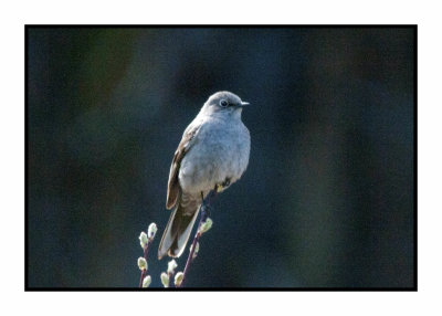 20 5 1 4628 Townsend's Solitaire