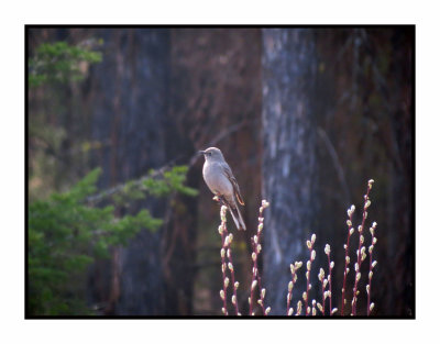 20 5 1 9927 Townsend's Solitaire