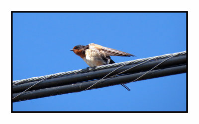 20 5 4 0138 Juvenile Barn Swallow (practicing my aerodynamics)