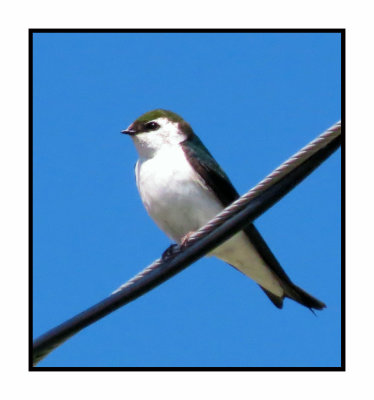 20 5 4 0150 Violet-green Swallow