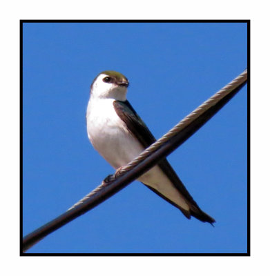 20 5 4 0154 Violet-green Swallow