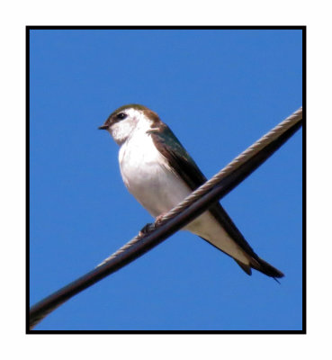 20 5 4 0155 Violet-green Swallow