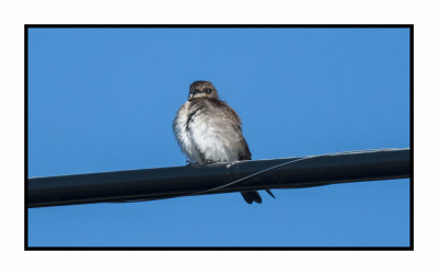 20 5 4 4763 Northern Rough-winged Swallow
