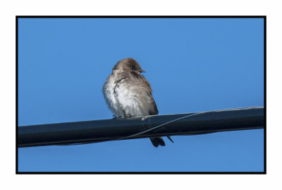 20 5 4 4770 Northern Rough-winged Swallow