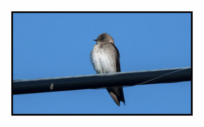 20 5 4 4778 Northern Rough-winged Swallow