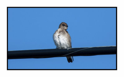 20 5 4 4783 Northern Rough-winged Swallow