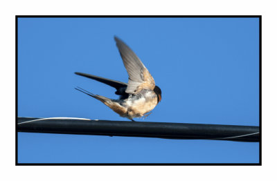 20 5 4 4719 Barn Swallow (roadside sobriety test)