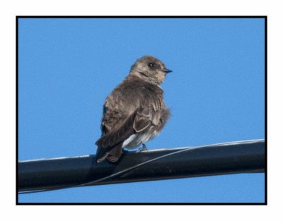 20 5 4 4732 Northern Rough-winged Swallow