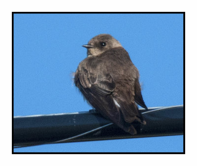20 5 4 4745 Northern Rough-winged Swallow